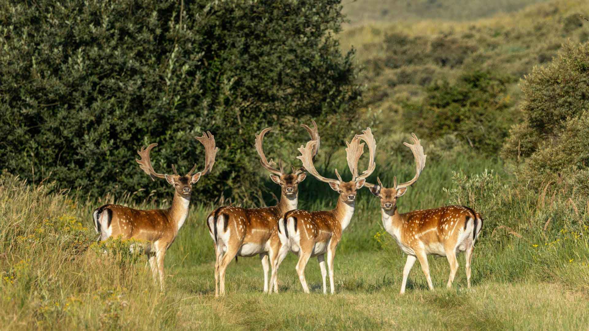 Health Marketplace NZ