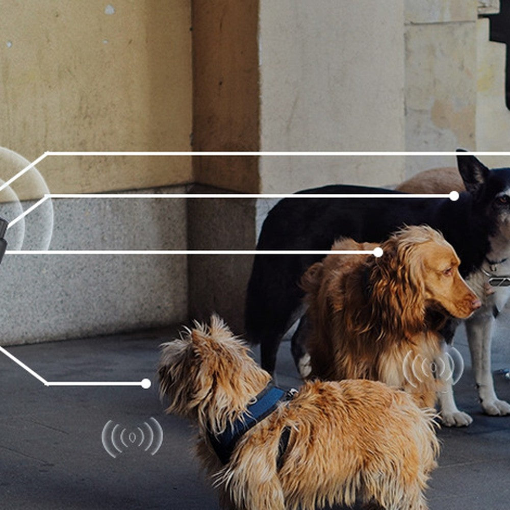 One remote transmitter controlling training collars on several dogs
